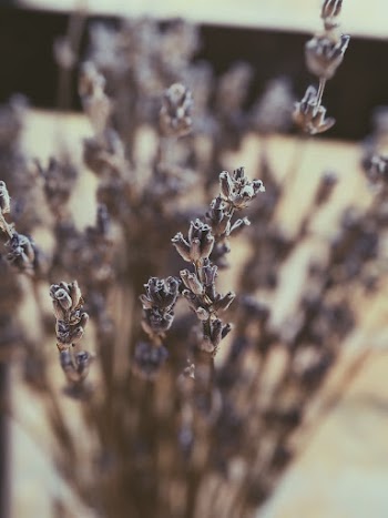Photo Of Flowers