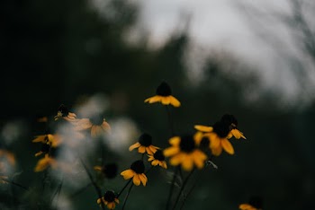Photo Of Flowers