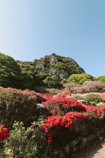 Photo Of Flowers During Daytime