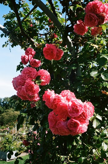Photo Of Flowers During Daytime