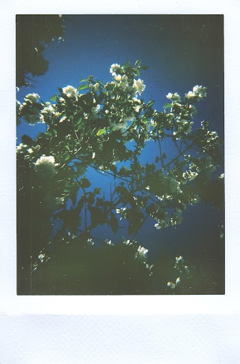 Photo Of Flowers During Evening