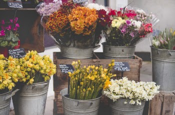 Photo of Flowers on Bucket