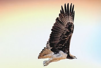 Photo of Flying Hawk 