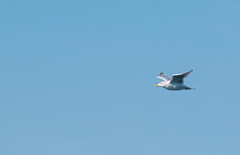 Photo of Flying Seagull