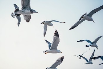 Photo of Flying Seagulls