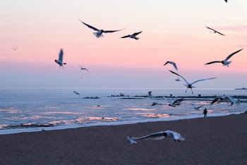 Photo of Flying Seagulls On Beach