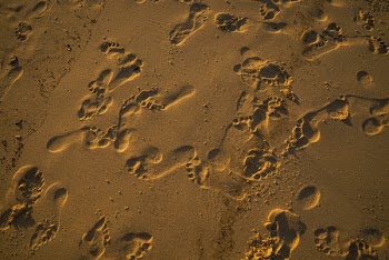 Photo of Footprints on Sand