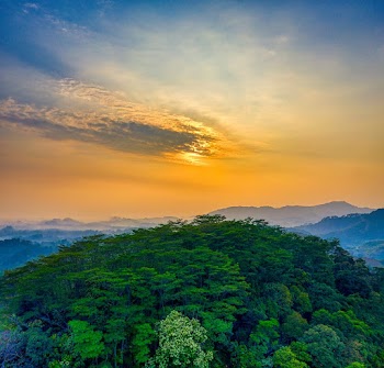 Photo Of Forest