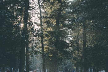 Photo of Forest