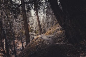 Photo of Forest