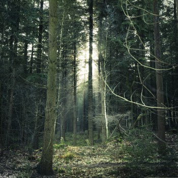 Photo of Forest