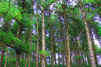 Photo Of Forest