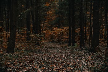 Photo Of Forest