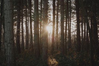 Photo of Forest