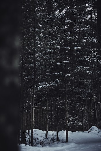 Photo Of Forest