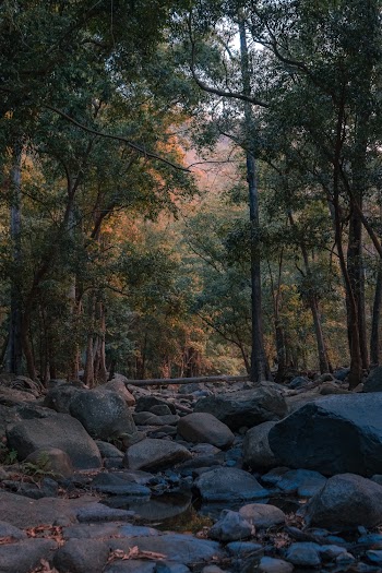 Photo Of Forest During Daytime