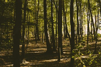 Photo of Forest During Daytime