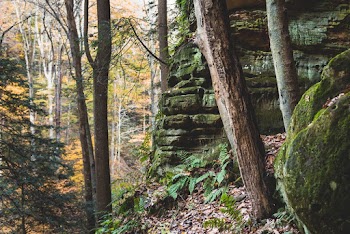 Photo of Forest During Daytime