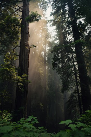 Photo Of Forest During Daytime