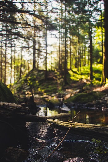 Photo Of Forest During Daytime