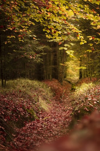 Photo Of Forest During Daytime