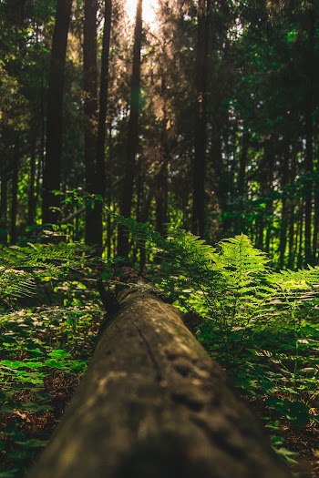 Photo of Forest During Daytime