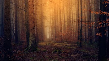 Photo of Forest During Fall