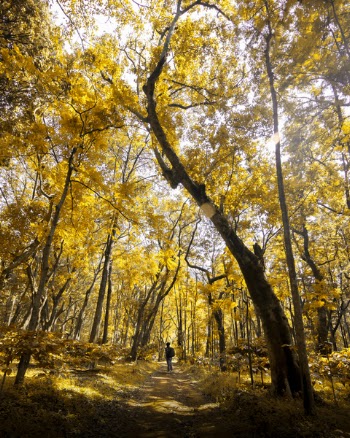 Photo of Forest During Fall Season