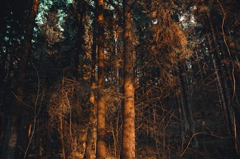 Photo of Forest during Sunset