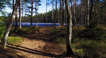 Photo of Forest Flooring