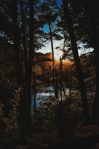 photo of forest near body of water during golden hour