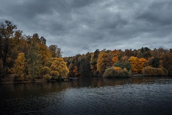 Photo of Forest Near Lake Under Cloudy Sky