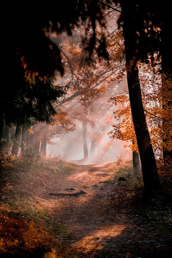 Photo of Forest Pathway