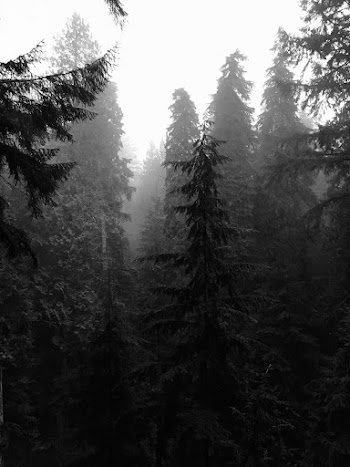 Photo of Forest Surrounded With Fog