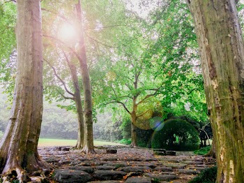 Photo Of Forest Trees and a Black Stone Pathway during Daytime