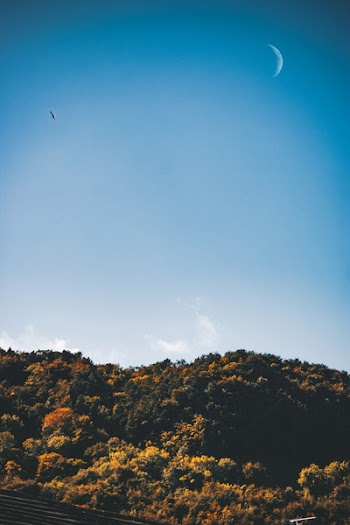 Photo Of Forest Under Clear Sky