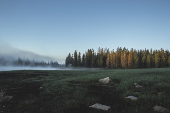Photo of Forest Under Clear Sky