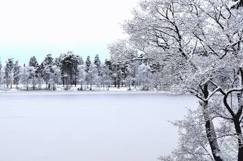 Photo of Forest With Snow