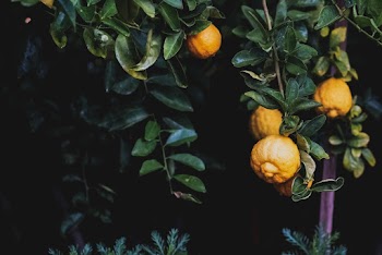 Photo Of Fresh Lemons