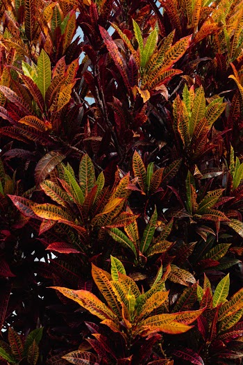 Photo of Garden Croton Plants