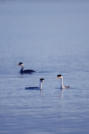 Photo of Geese on Water