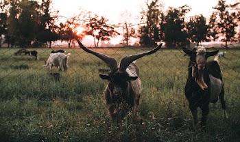 Photo of Goats Behind Cyclone Fence