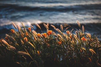 Photo of golden flowers beside body of water