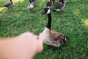 Photo of Goose On Grass