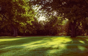 Photo of Grass Field and Tall Trees