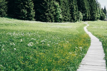 Photo Of Grass Field During Daytime 