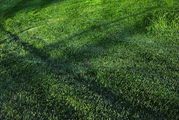 Photo of Grass Field During Daytime