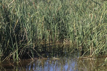 Photo of Grass on the Pond