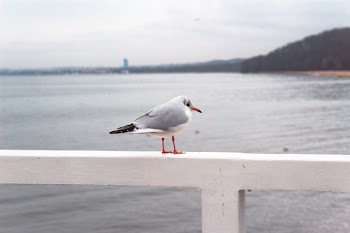 Photo of Gray and White Bird Perched on White Wooden Railing