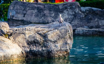Photo of Gray Bird Perch on Gray Stone Beside Body of Water